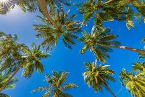 kokosnusspalme mit blauem himmel, schöner tropischer sonnenstrahlenhintergrund. Niedrige Sicht der exotischen Natur mit Palmblättern. Reiselandschaft foto