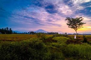 schöne ländliche morgenlandschaft mit baum und feld foto