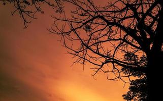 orangefarbener sonnenunterganghintergrund mit baum in der silhouette foto