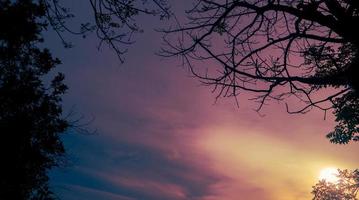 Abendhimmel Natur Hintergrund mit Ästen Silhouette foto