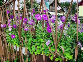 Blumen von weißen und lila Petunien schön foto