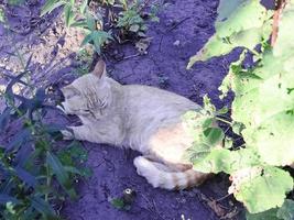 Rothaarige Katze schläft auf der Couch. foto