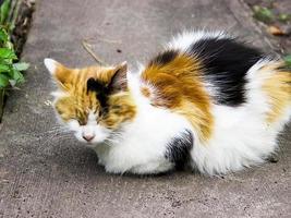 flauschige bunte Katze, die auf der Straße sitzt. Katze hat interessante ursprüngliche Fellfarbe. foto