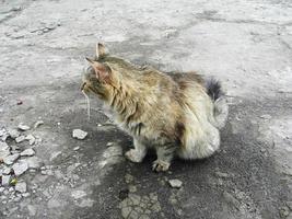 griechische katze auf der straße foto