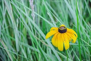 gelbe Blumen auf einer Wiese foto