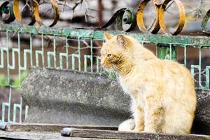 schöne rothaarige katze, die auf dem zaun sitzt foto