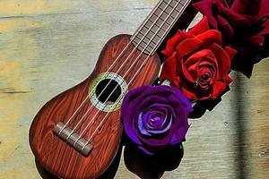 rote Rose auf einem lila Gitarren-Ukulele-Hals und Griffbrett. foto