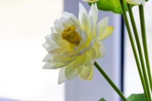 Weißer Lotus oder Seerose in künstlichen foto