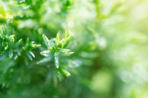 grüne pflanzen mit tropfen morgentau. umweltfreundliches Konzept mit Bio-Pflanzen. foto