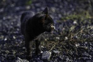 schwarze katze auf der straße foto