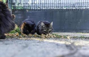 von der Straße verlassene Katzen foto