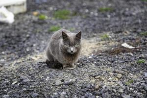 von der Straße verlassene Katzen foto