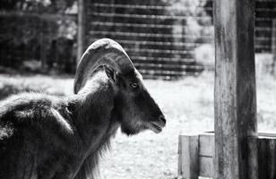 Ziege auf dem Bauernhof foto