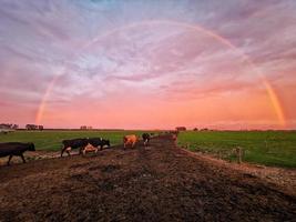 Milchkühe auf dem Bauernhof unter einem vollen Regenbogen foto