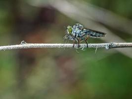 Makro Insekten Mücken Fliegenräuber foto