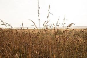 herbst fallen feld gras foto