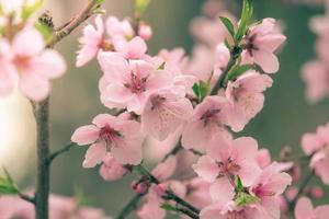 schöne kirschblüte sakura im frühling