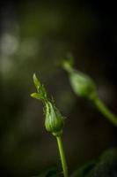 eine Nahaufnahme einer grünen Rosenknospe im Frühjahr foto