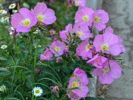 Natur Nahaufnahme Blumen, bunte Blumen im öffentlichen Garten. foto