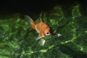 Japanischer Koi im grünen Teich. foto