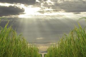 Goldene Reisähre, früher Morgen, neues Tageslicht Licht durch die Wolken. foto