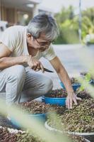 Der Senior kümmert sich um die Band-Chalee-Pflanze im heimischen Garten foto