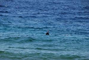 Schnorcheln im Meer foto