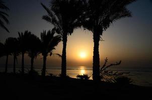 Schwarze Palmen bei Sonnenaufgang foto