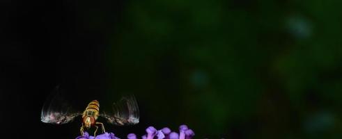 Insektenflügelbewegungspanorama foto