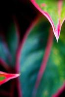 Schöne Farbe auf dem Blatt der tropischen Zimmerpflanze Aglaonema 'siam aurora' foto