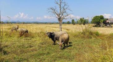 viele thailändische büffel fressen gras auf grasfeldern foto