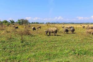 Viele thailändische Büffel fressen Gras auf Grasfeldern foto
