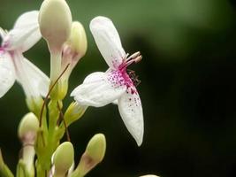 Makro Insekten Mücken Fliegenräuber foto