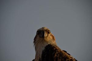 Adler auf dem Meer foto