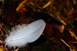 Feder im Wald foto