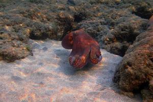 Roter Oktopus in Ägypten foto