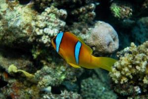 Anemonenfische des Roten Meeres in Ägypten foto