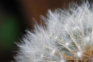 Pusteblume aus nächster Nähe foto