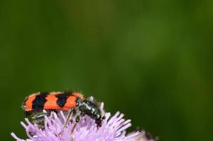 roter schwarzer käfer auf lila blume foto