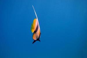 Wimpelfisch im Meer foto