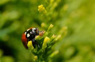 Marienkäfer auf Grün foto