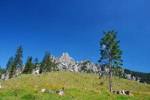 Berglandschaft mit Baumstumpf foto