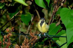 Babyvogel im Frühjahr foto