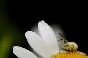 Spinne auf Blume foto