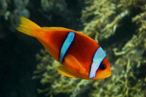 Anemonenfischseite des Roten Meeres foto