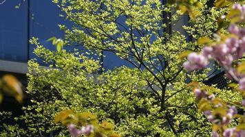 die schönen Blumen, die im Frühling im Garten blühen foto