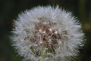 Pusteblume mit Tropfen foto