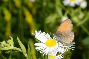 kleiner brauner Schmetterling foto