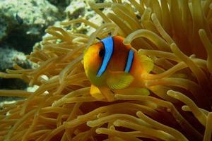 Anemonenfische des Roten Meeres foto