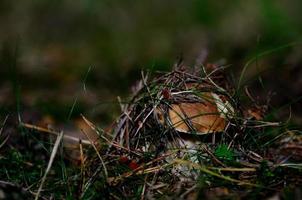 Steinpilz versteckt im Wald foto